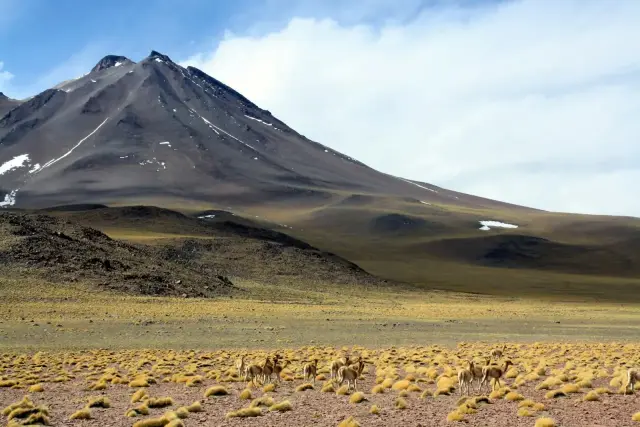 Vicuñas pastando entre pajonales frente a un volcán con manchas de nieve en el altiplano