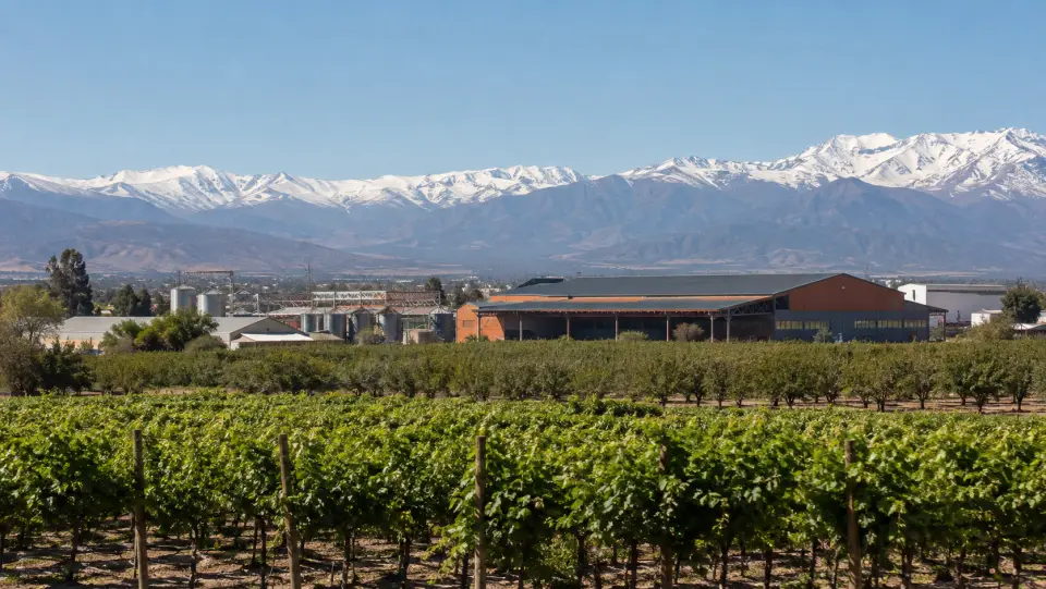 Viñedos verdes frente a galpones industriales, con la cordillera nevada al fondo en un día despejado